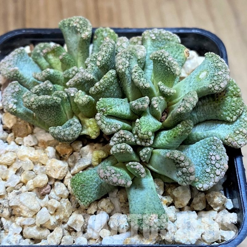 SH28954 Titanopsis calcarea, Clon7