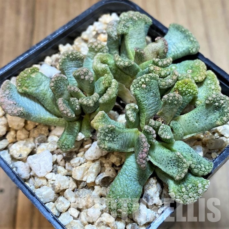 SH28955 Titanopsis calcarea, Clon7