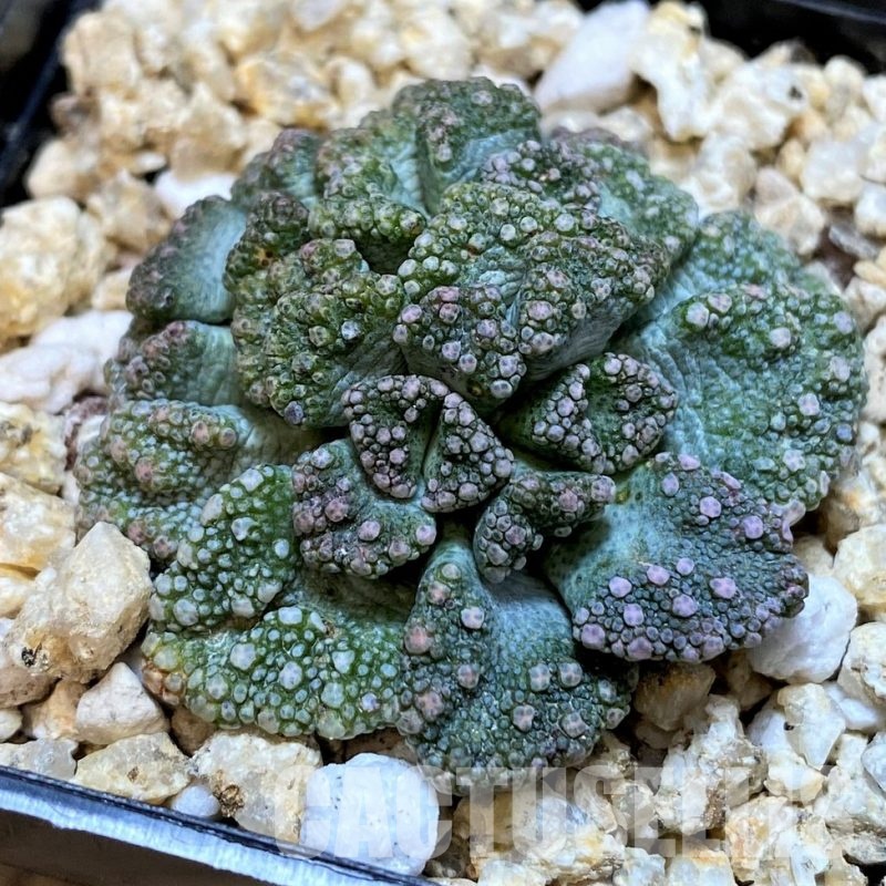 SH28956 Titanopsis calcarea, Clon5