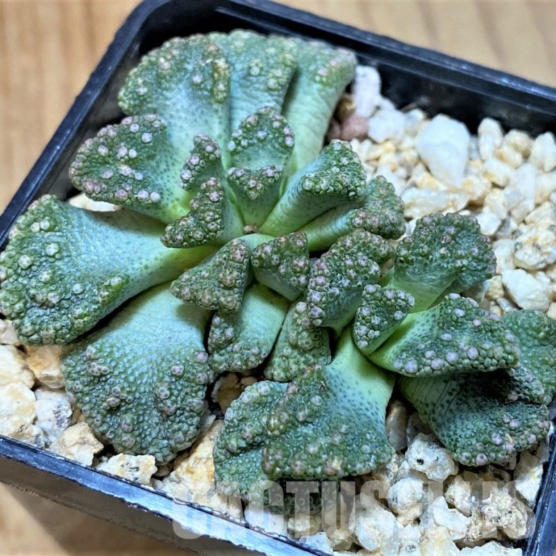 SH28957 Titanopsis calcarea, Clon5