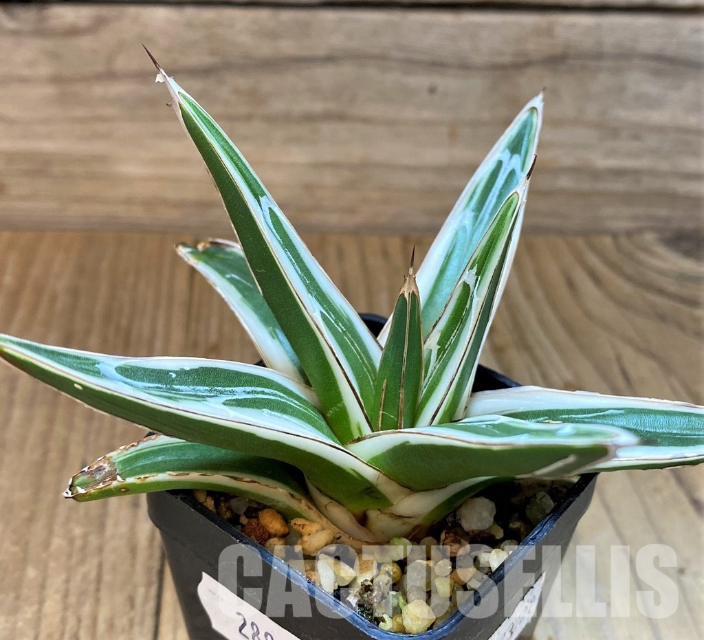 SH28941 Agave victoriae-reginae 'White Rhino' - Obrázek 2