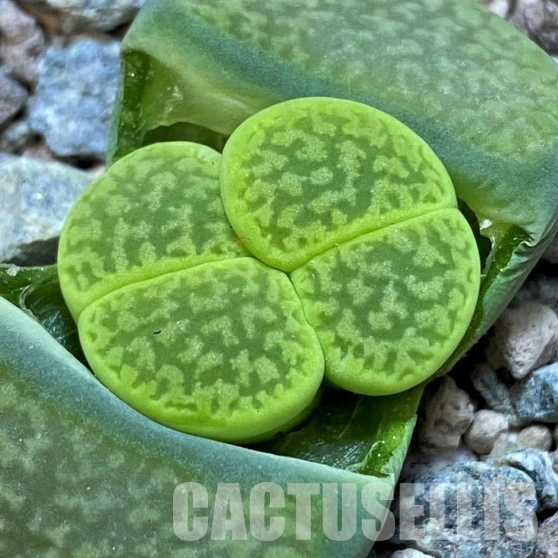 SH28958 Lithops hookeri 'Annarosa'