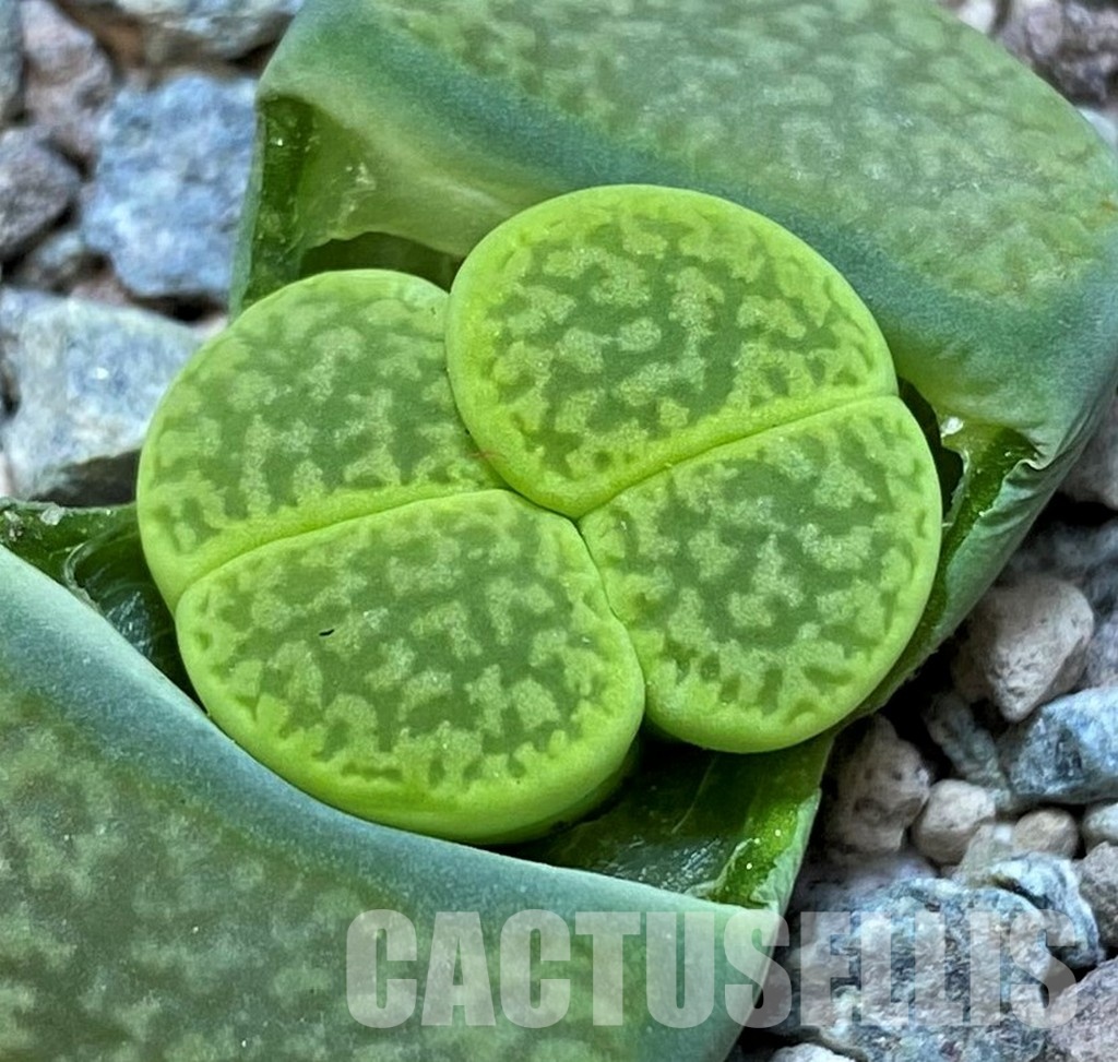 SH28958 Lithops hookeri 'Annarosa'