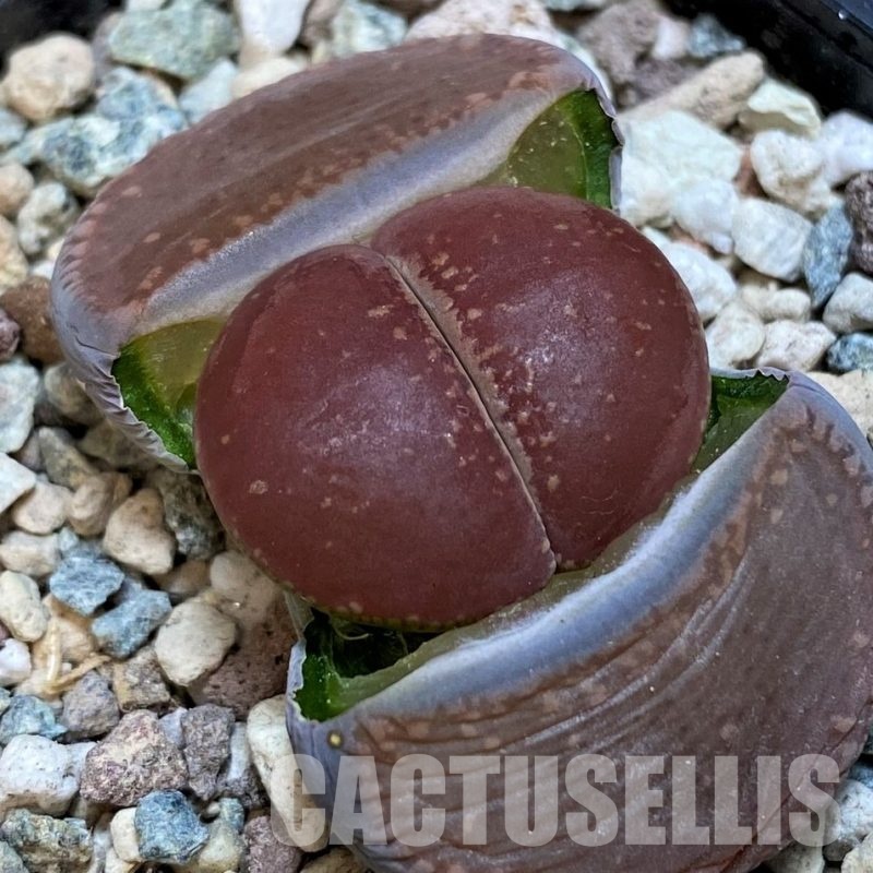SH28959 Lithops aucampiae 'Red Selection'
