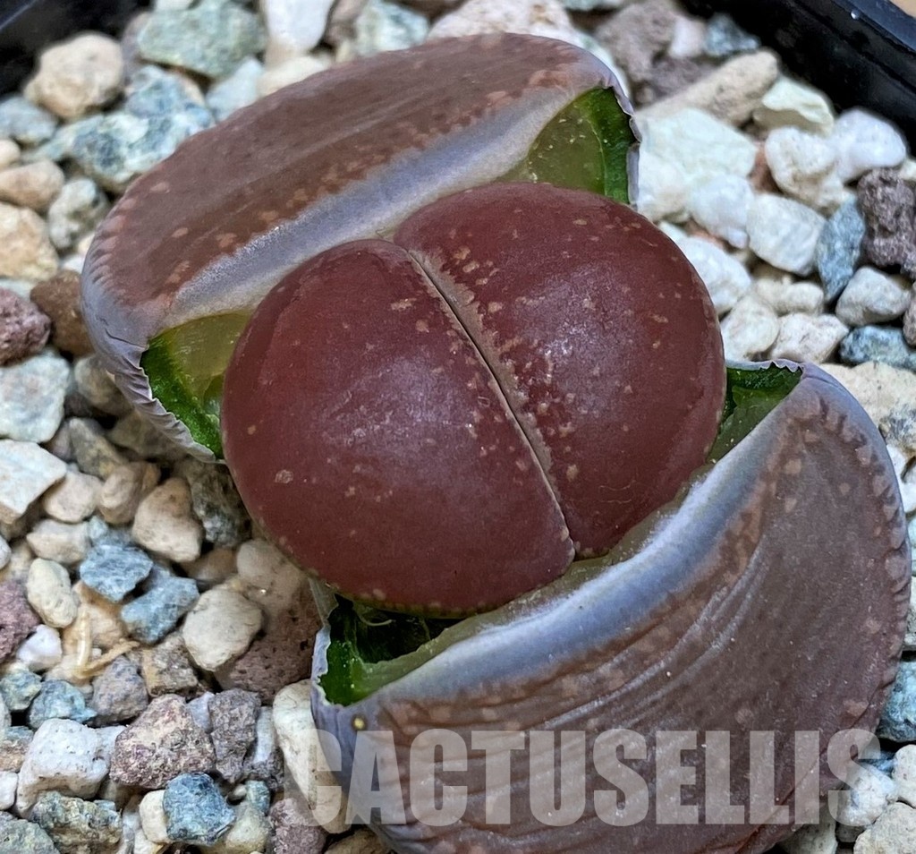 SH28959 Lithops aucampiae 'Red Selection'