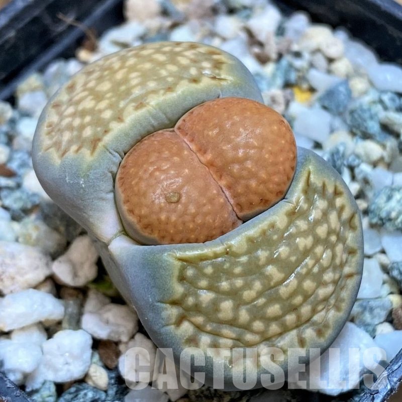 SH28960 Lithops julii -Japan-