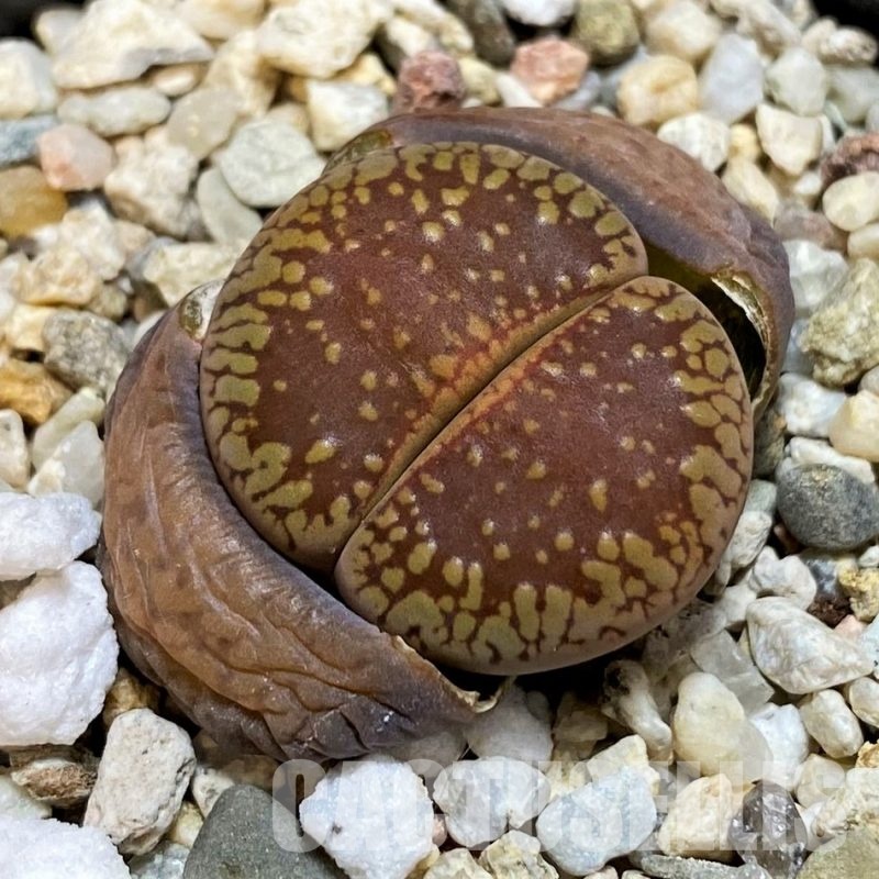 SH28961 Lithops aucampiae 'Dark Wine Red'