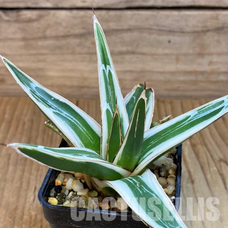 SH28941 Agave victoriae-reginae 'White Rhino'