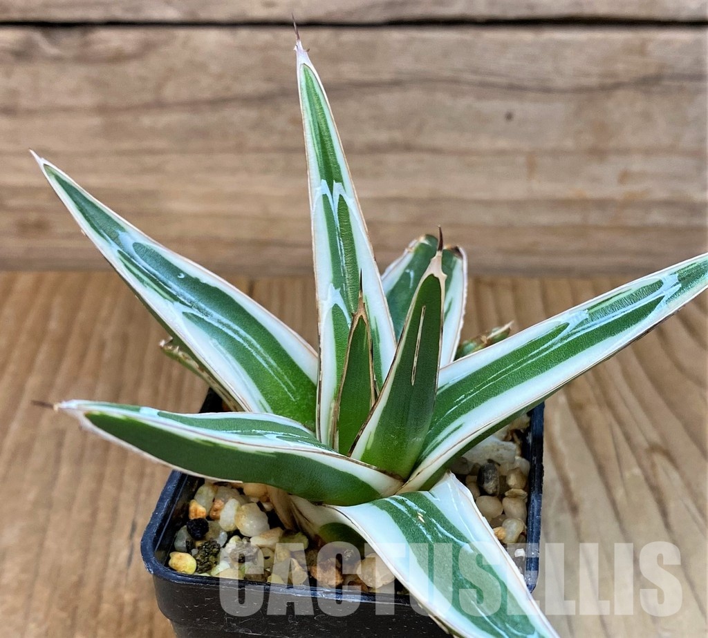 SH28941 Agave victoriae-reginae 'White Rhino'