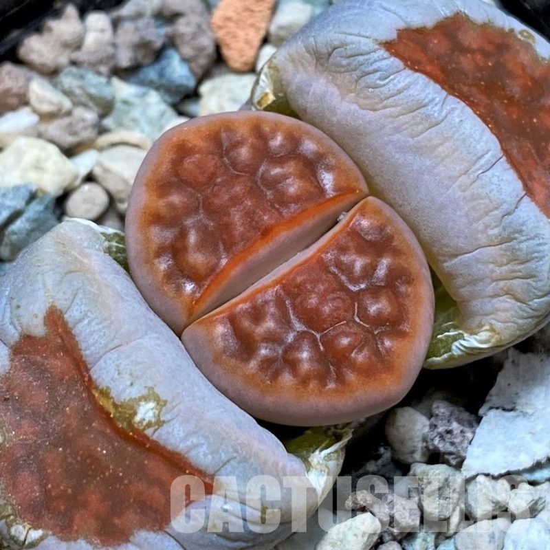SH28964 Lithops karasmontana 'Lateritia'