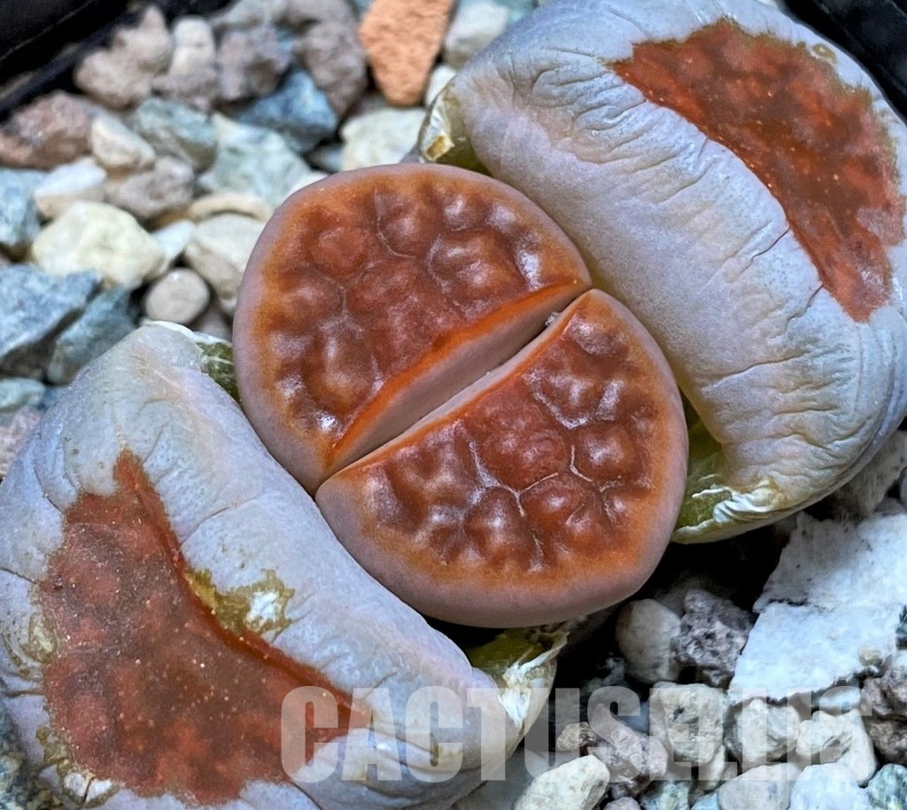 SH28964 Lithops karasmontana 'Lateritia'