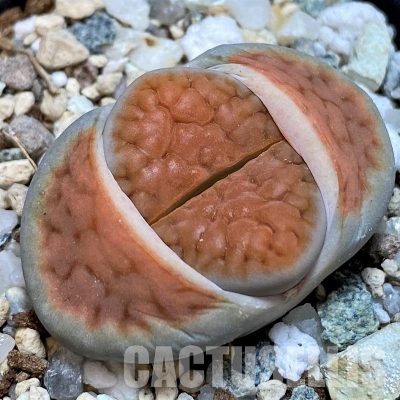 SH28965 Lithops karasmontana 'Lateritia'