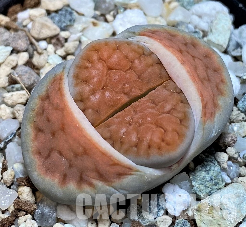 SH28965 Lithops karasmontana 'Lateritia'