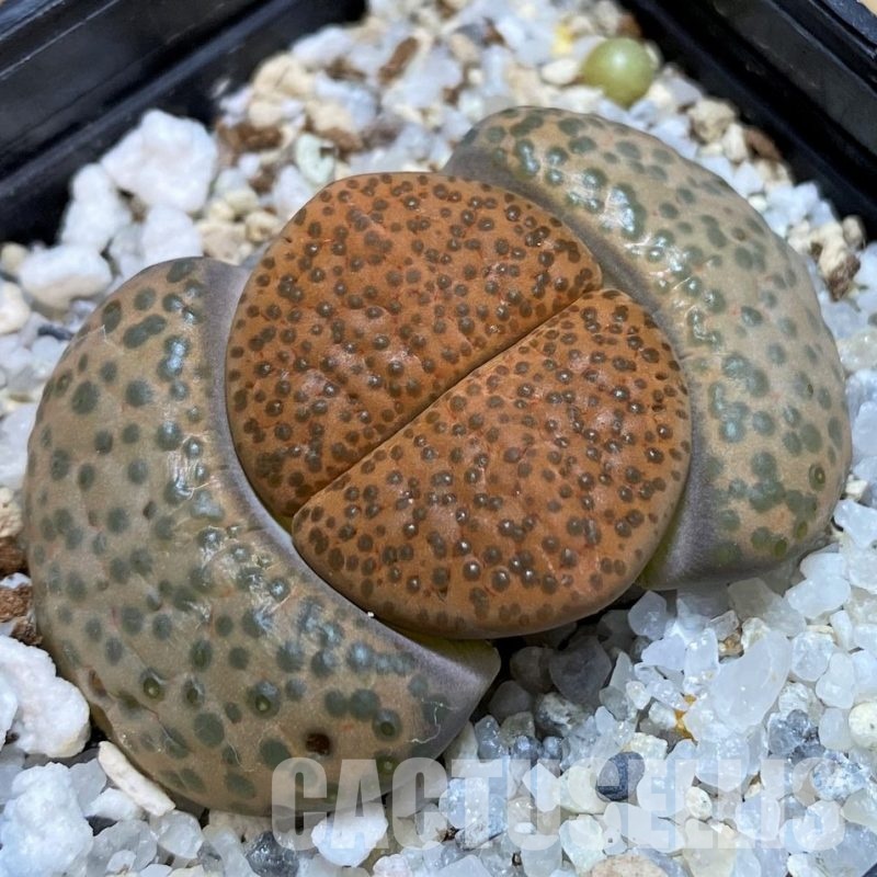SH28966 Lithops fulviceps C221
