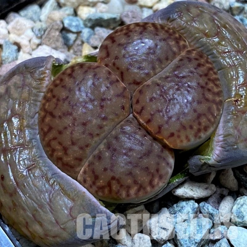 SH28967 Lithops bromfieldii var. glaudinae 'Rubroroseus'