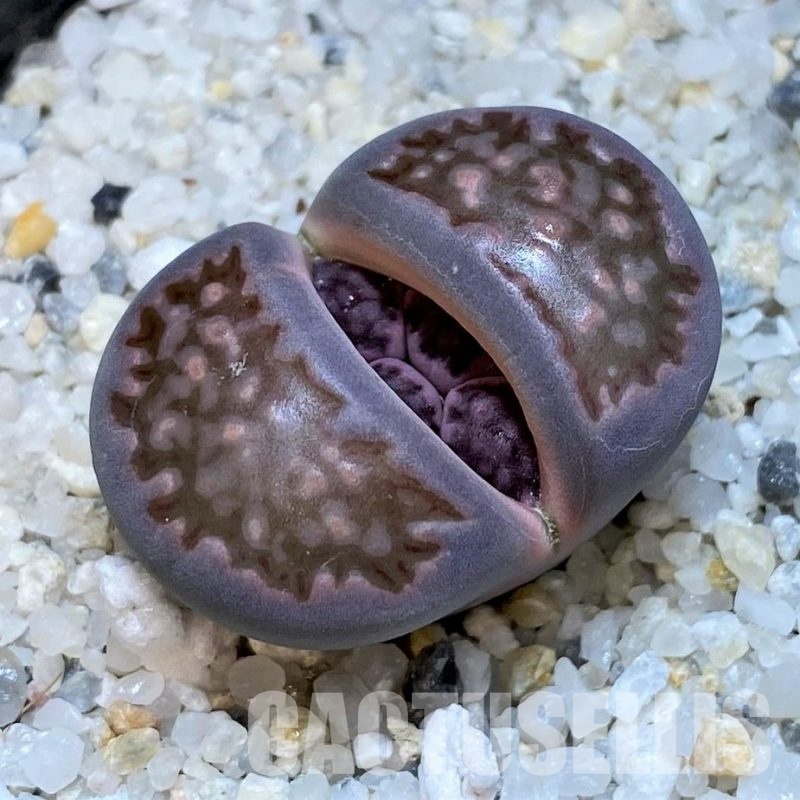 SH28968 Lithops salicola 'Sato's Violet'