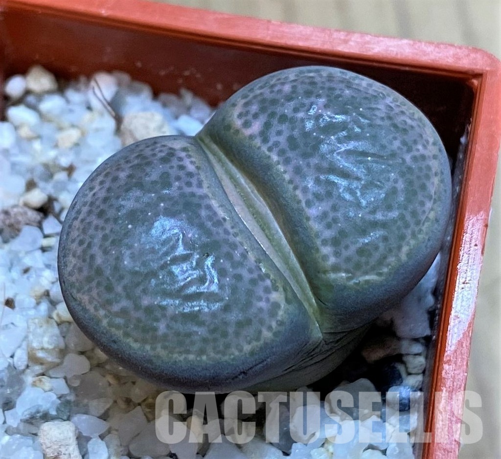 SH28969 Lithops terricolor
