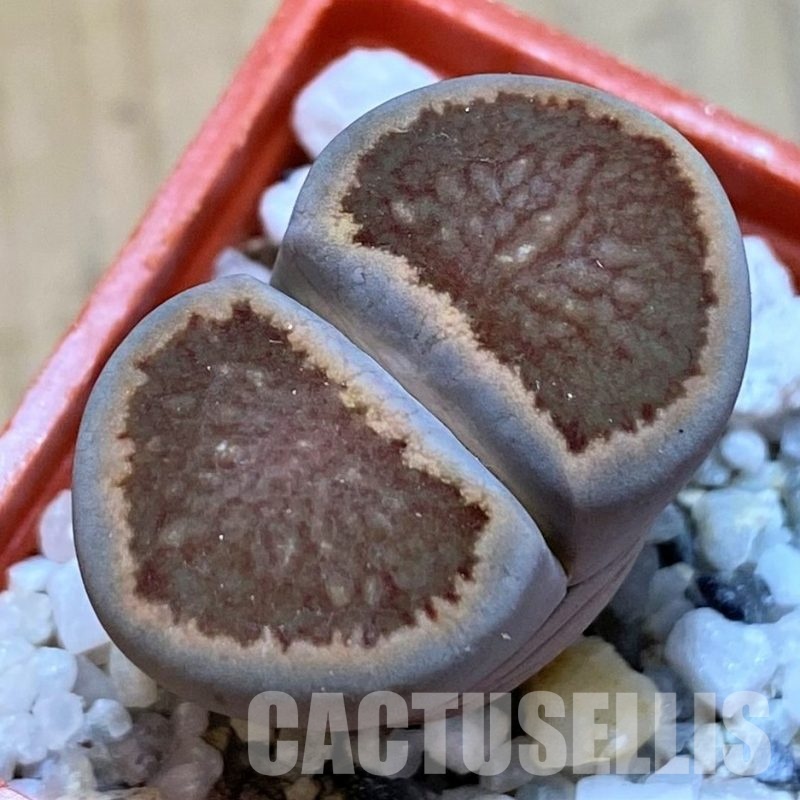 SH28970 Lithops julii ‘Kikushogiyoku’ hybrid