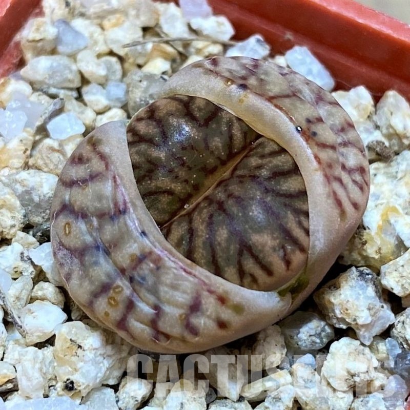 SH28972 Lithops bromfieldii ‘Red Coral’