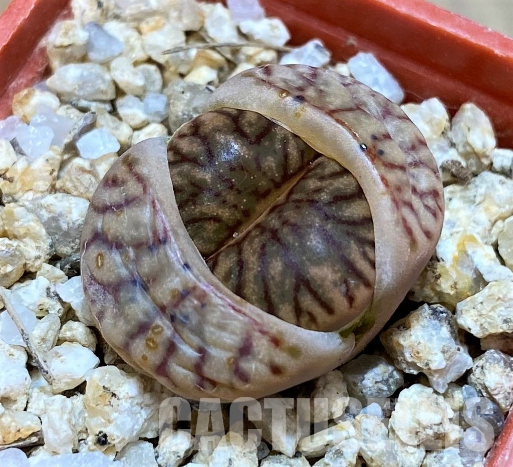 SH28972 Lithops bromfieldii ‘Red Coral’