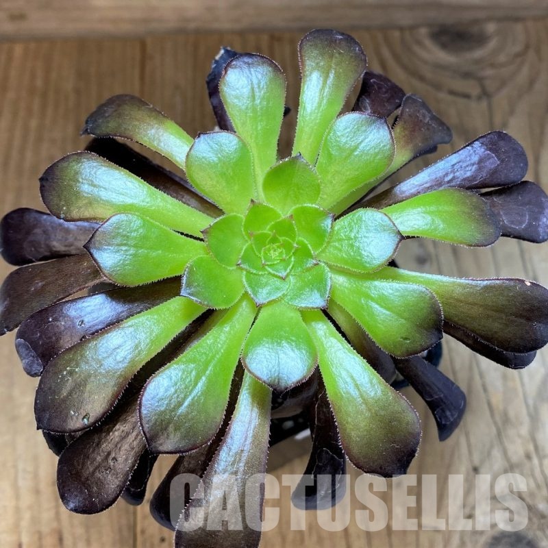 SH28942 Aeonium 'Black Rose'