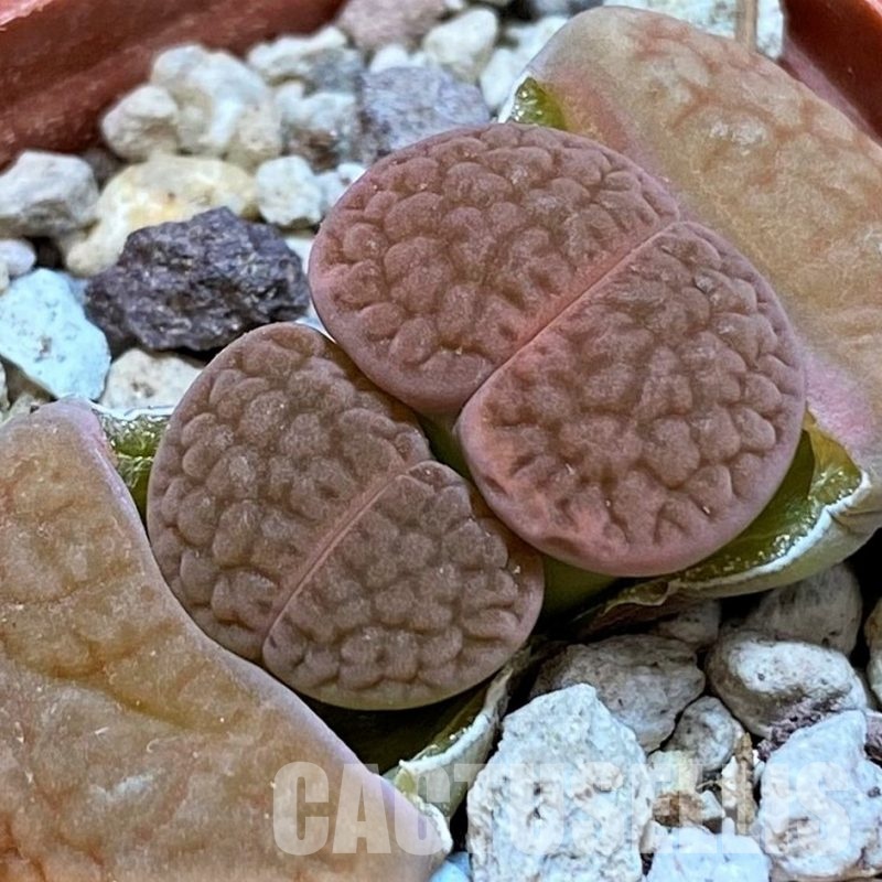 SH28973 Lithops hookeri C110