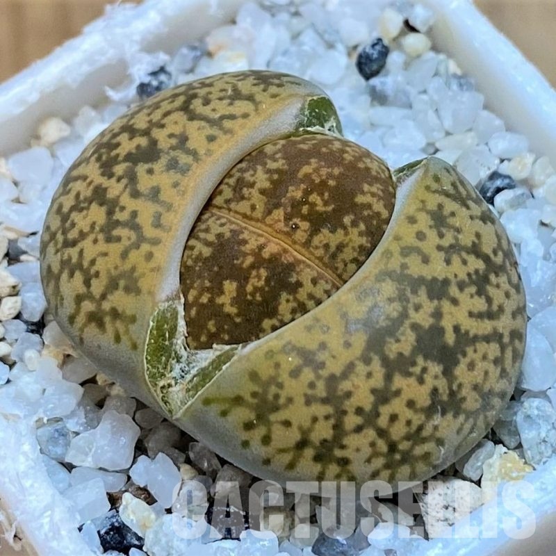 SH28975 Lithops lesliei v. minor