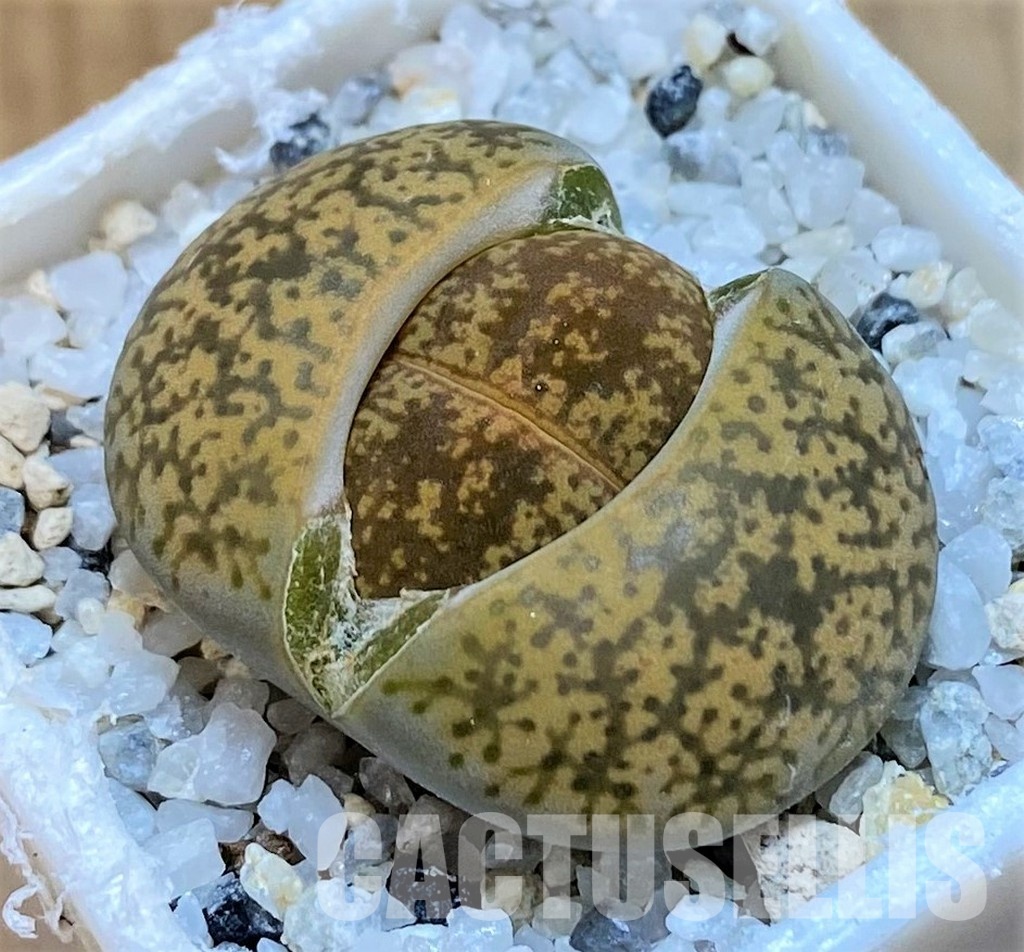 SH28975 Lithops lesliei v. minor