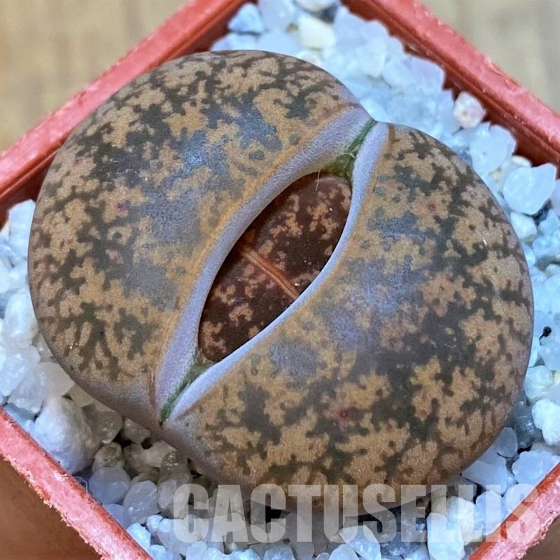 SH28976 Lithops lesliei v. minor