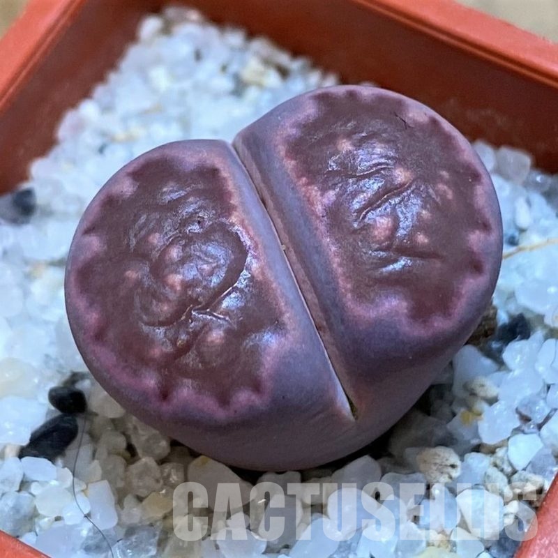 SH28979 Lithops salicola 'Sato's Violet'