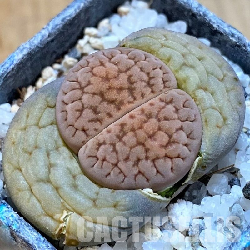 SH28980 Lithops hookeri
