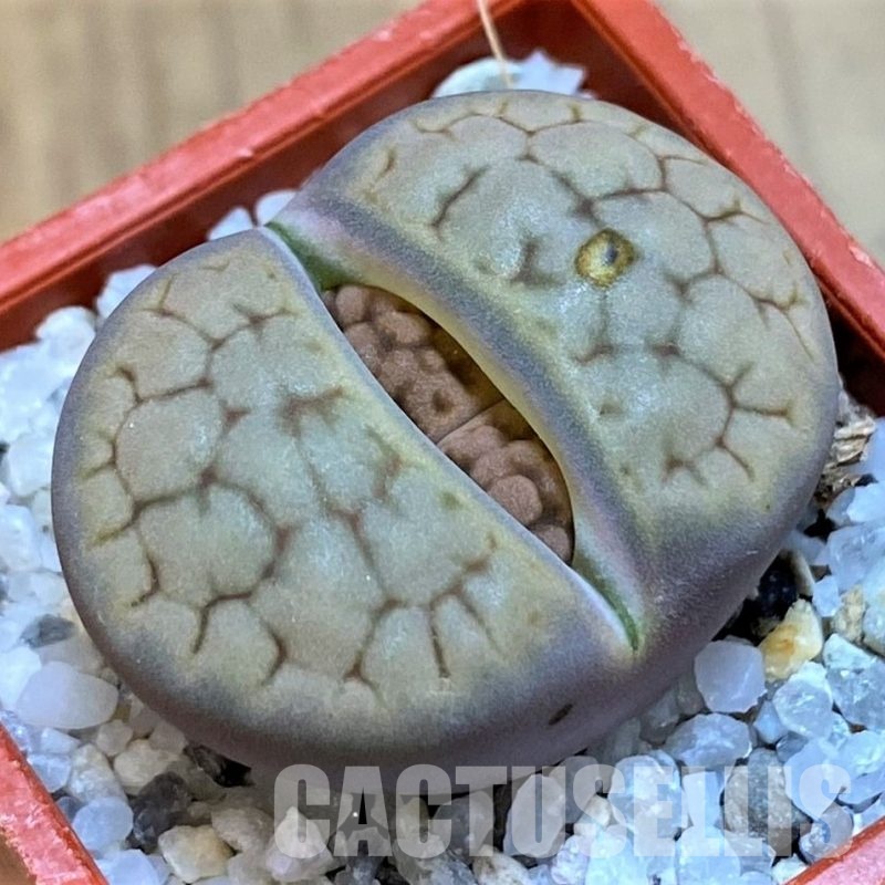 SH28981 Lithops hookeri