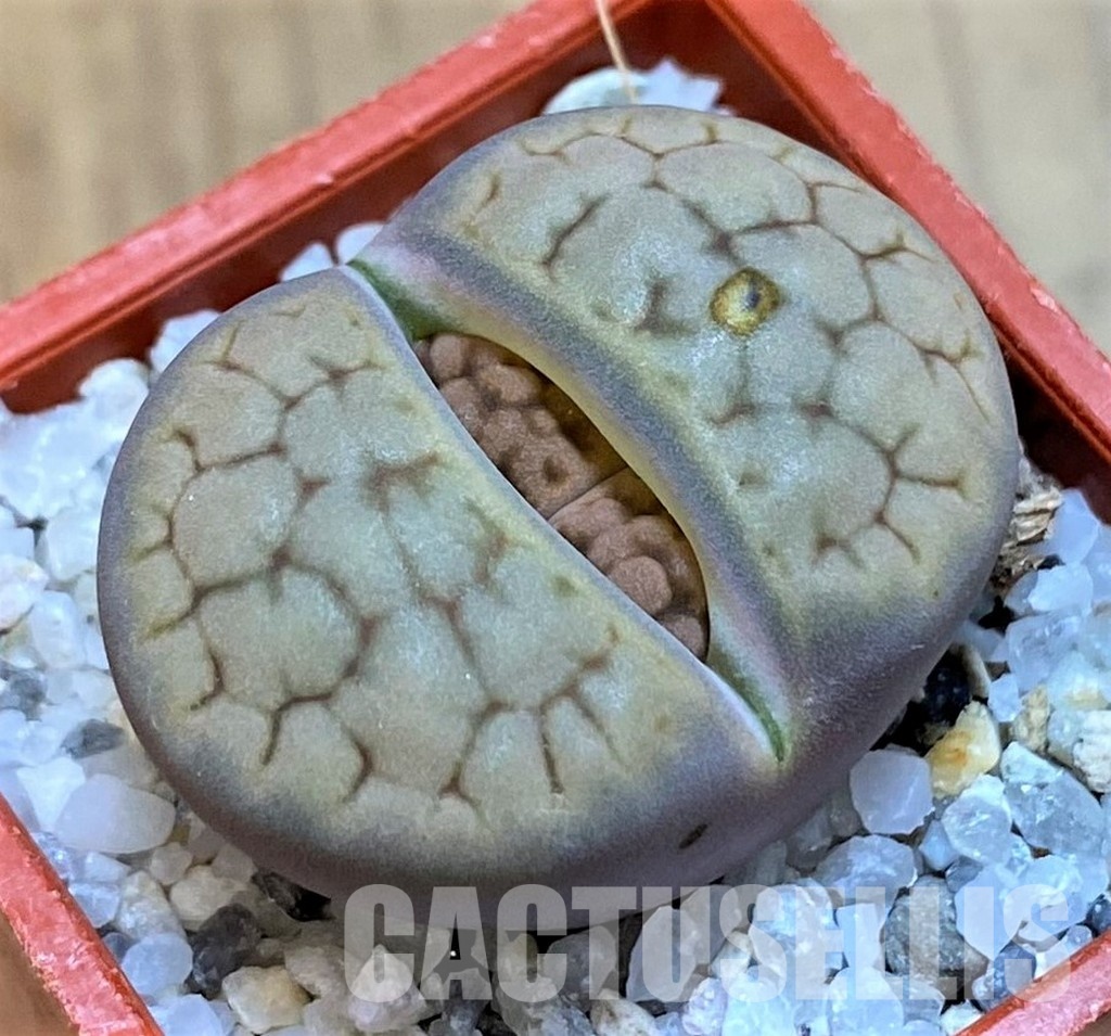 SH28981 Lithops hookeri