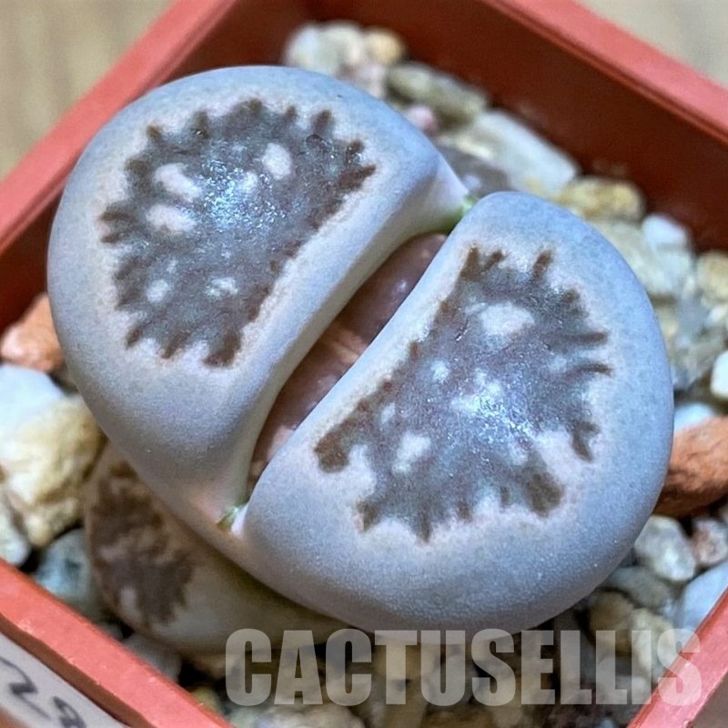 SH28982 Lithops julii ‘Kikushogiyoku’ hybrid