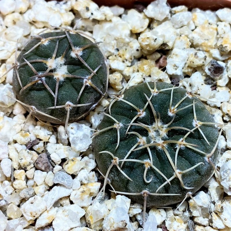 YAR27986 Gymnocalycium paucispinum selection, 2plants
