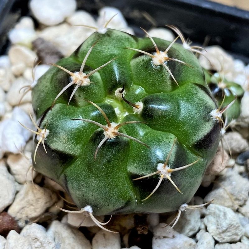 YAR27987 Gymnocalycium joossensianum