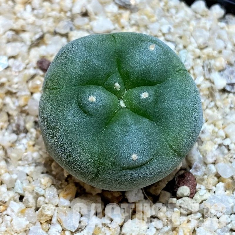 YAR24305 Anhalonium fricii MK27.82, seedling