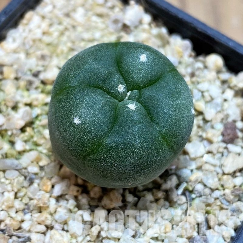 YAR24298 Anhalonium viridescens GM360, seedling
