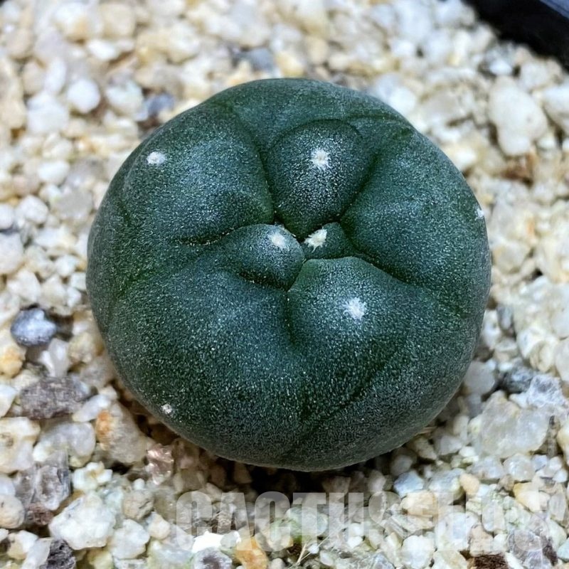 YAR24299 Anhalonium viridescens GM360, seedling