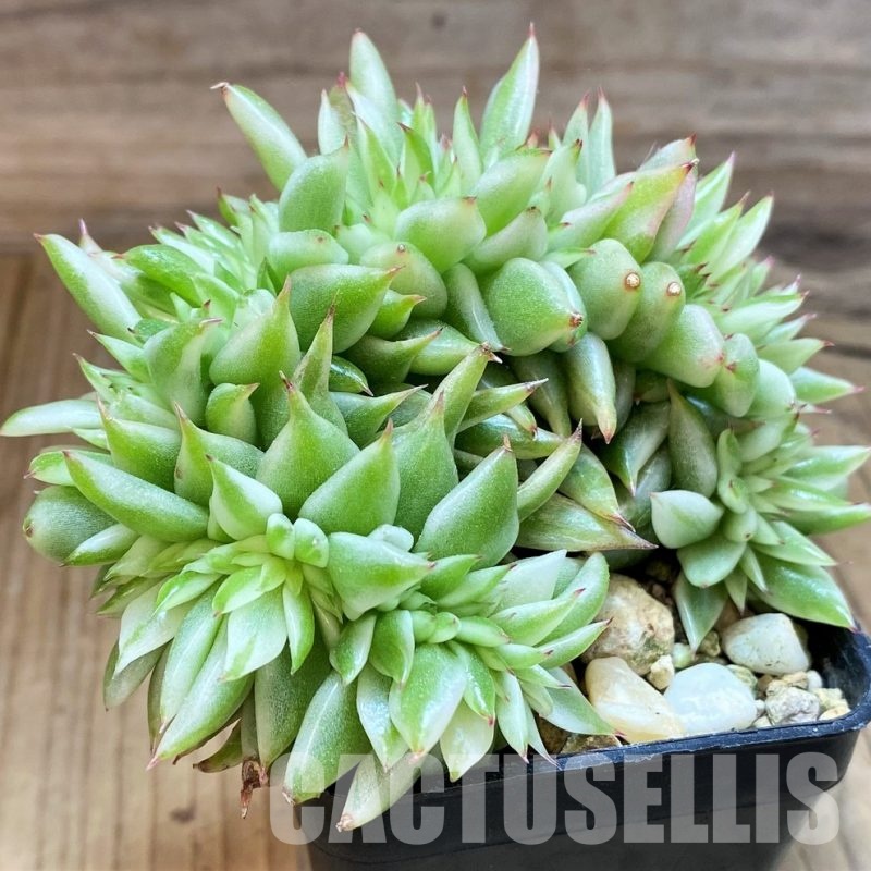 SH28181 Echeveria agavoides 'Elkhorn' variegata f. cristata