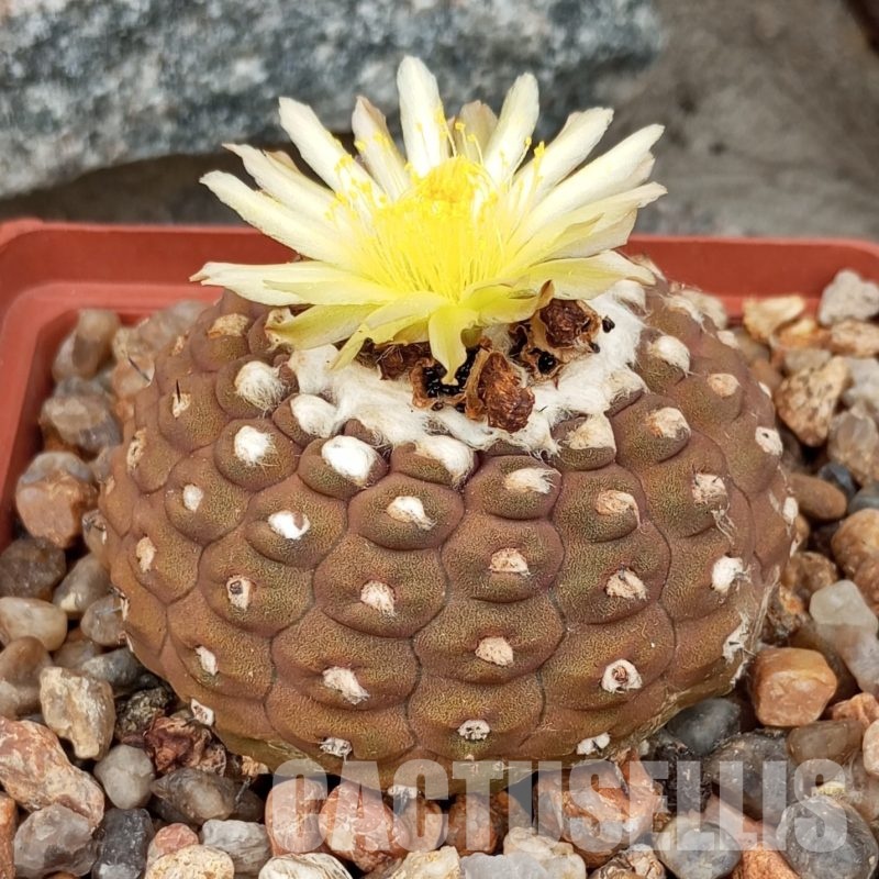 LOT232 10 SEEDS Copiapoa  hypogaea  WM 148   2025