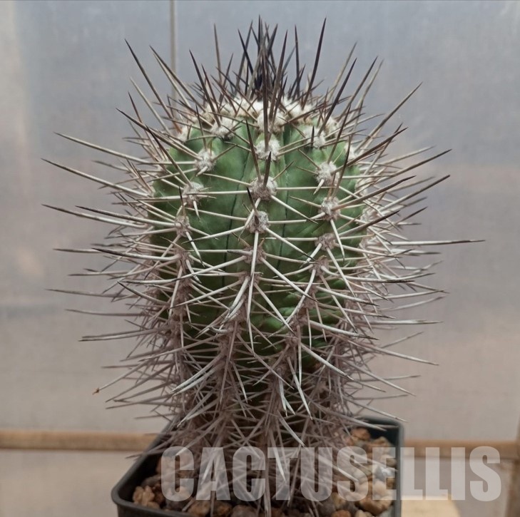 LOT1052 10SEEDS Copiapoa marginata , 2025