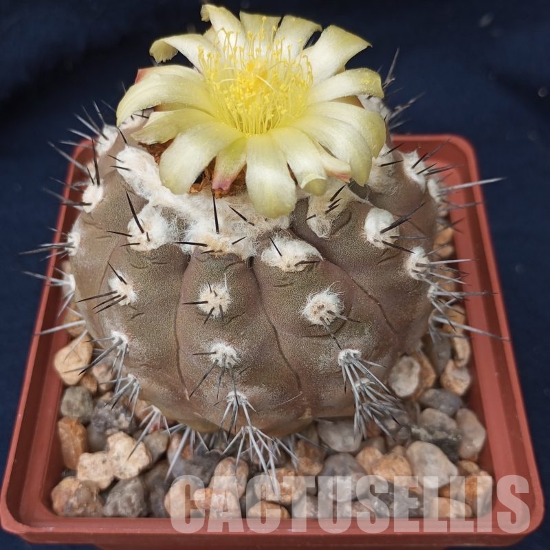 LOT233 10 SEEDS Copiapoa montana FR 522, 2026