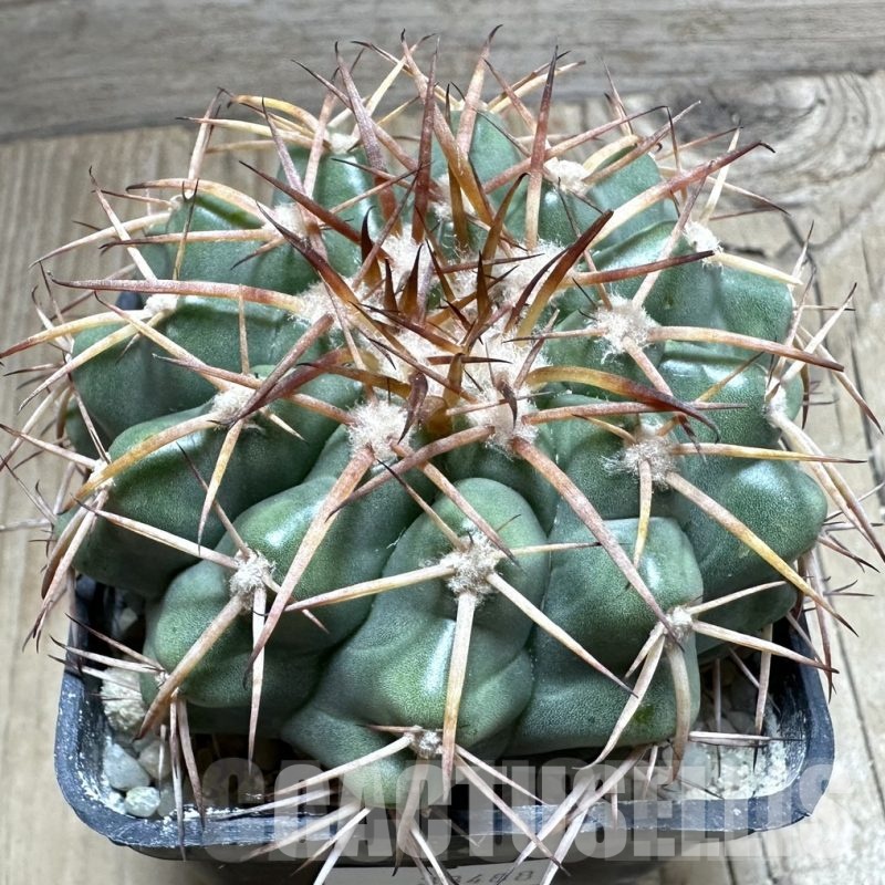 LOT1041 20 SEEDS Discocactus aff. rapirhizus MH756 , 2025