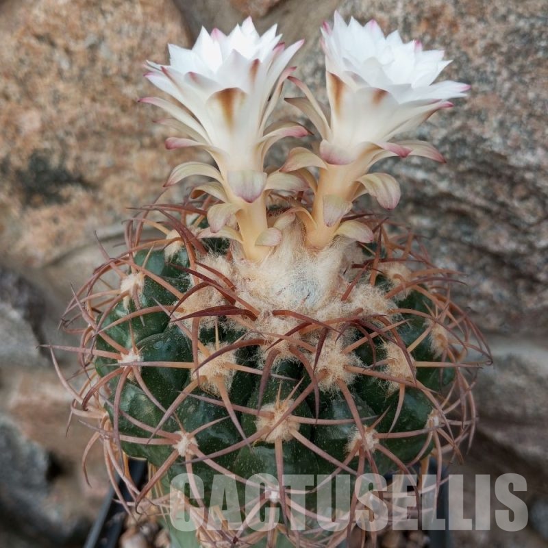 LOT1036 10 SEEDS Discocactus aff.bahiensis MH 722, 2025