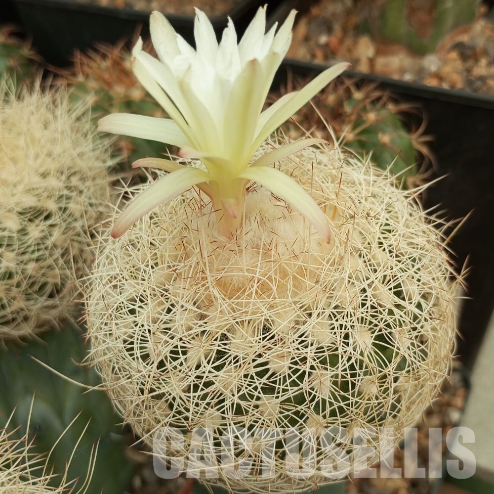 LOT1029 20 SEEDS Discocactus araneispinus HU 440, 2025