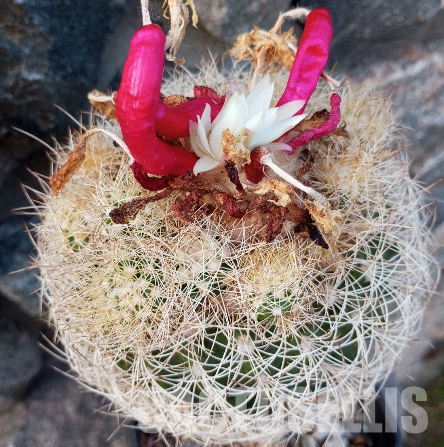 LOT1029 20 SEEDS Discocactus araneispinus HU 440, 2025 - Image 2