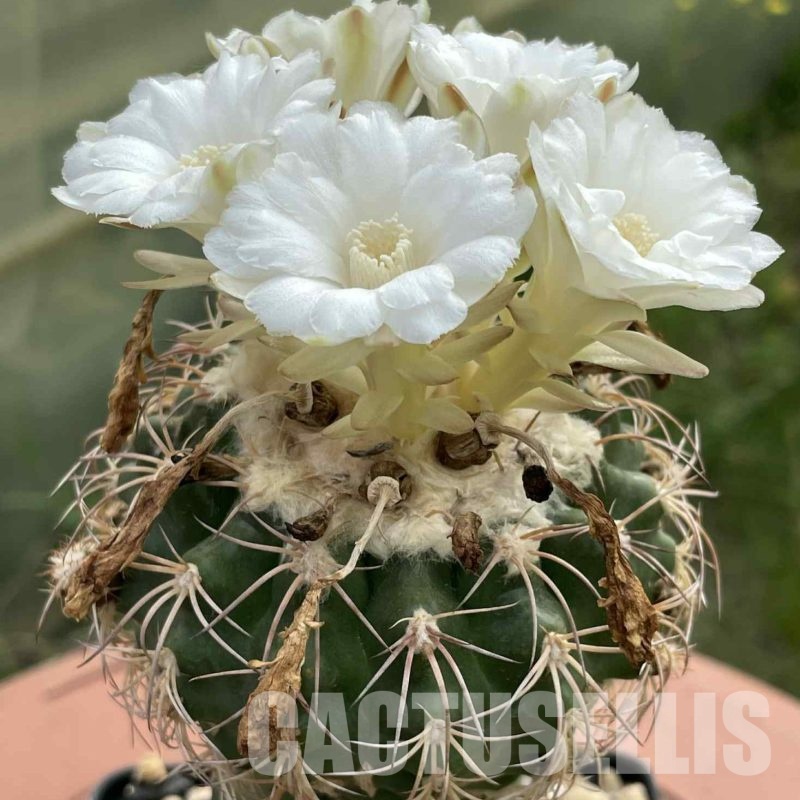 LOT1027 20 SEEDS Discocactus bahiensis v.gracilis MH 637, 2025