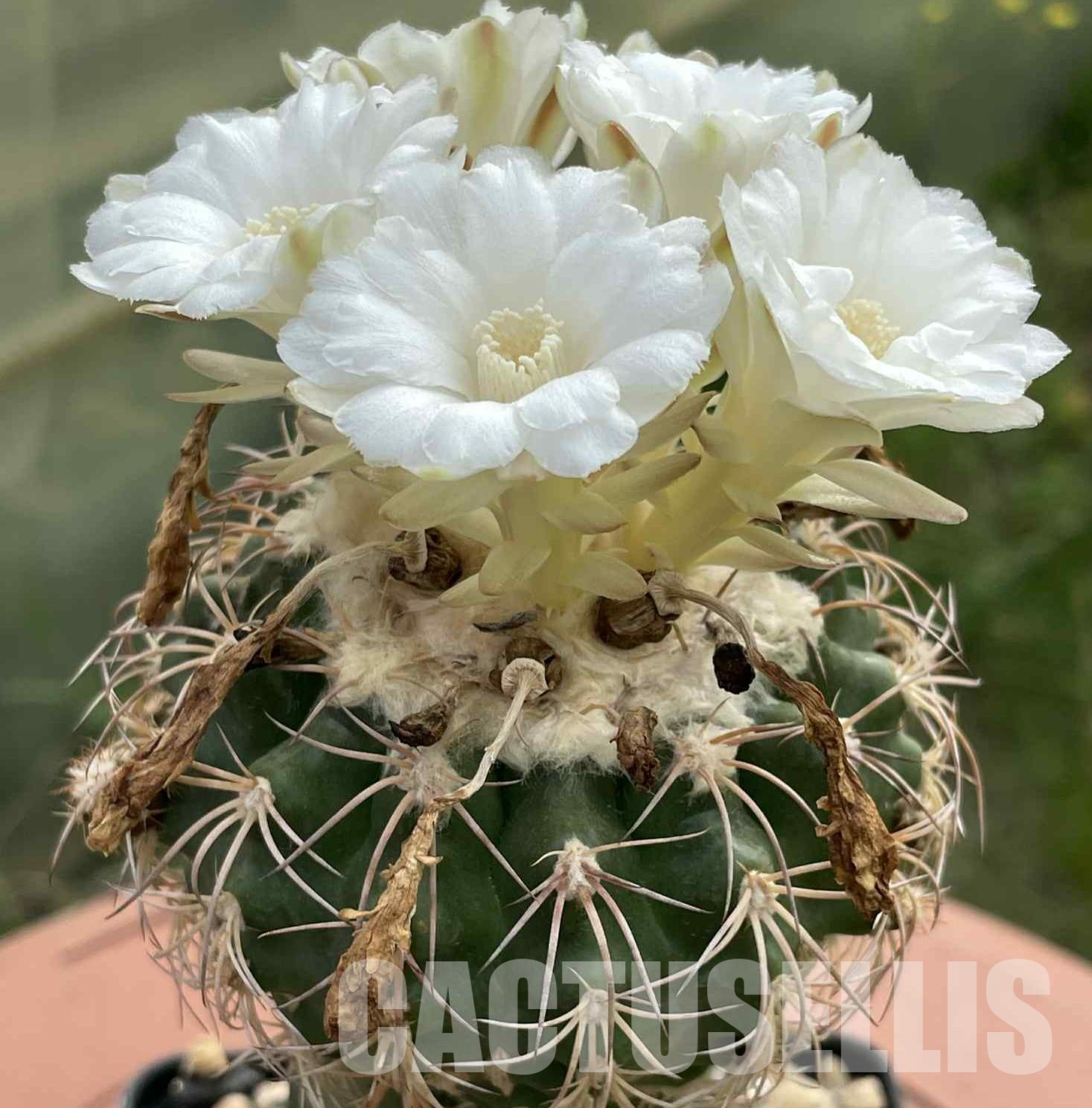 LOT1027 20 SEEDS Discocactus bahiensis v.gracilis MH 637, 2025