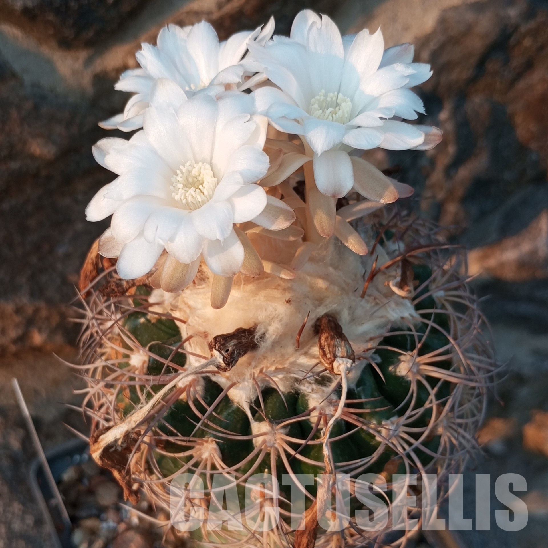 LOT1027 20 SEEDS Discocactus bahiensis v.gracilis MH 637, 2025 - Image 2